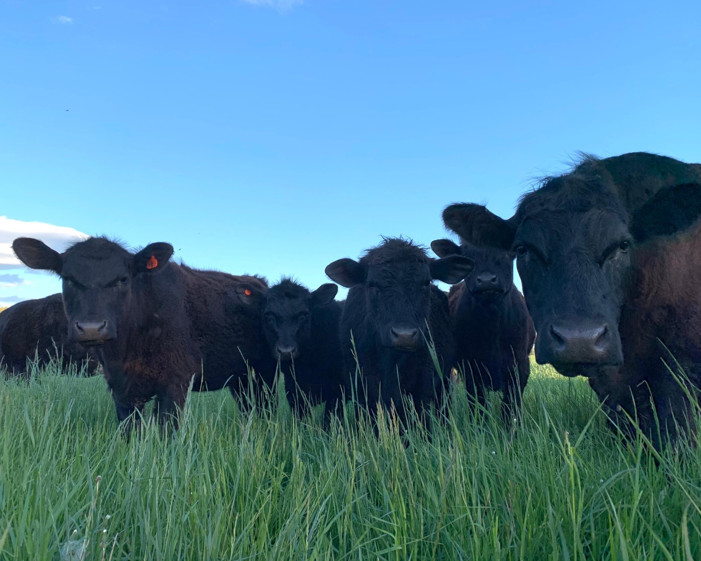 A group of black cattle grazing in a lush green field under a clear blue sky. The cows are looking directly at the camera, showcasing their attentive expressions and healthy coats.