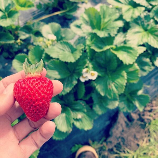 Freshly picked ripe strawberry held in hand, with lush green strawberry plants and white flowers in the background, showcasing a vibrant summer harvest.