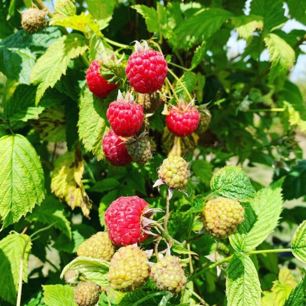 Ripe red raspberries growing on a green bush, surrounded by unripe green berries and lush leaves, showcasing a vibrant summer harvest.