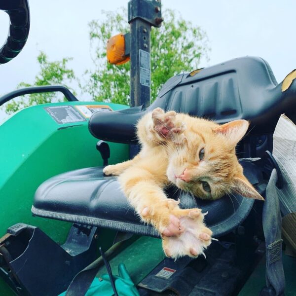 A relaxed orange tabby cat lounging on the seat of a green tractor, playfully stretching its paws while enjoying a sunny day outdoors.