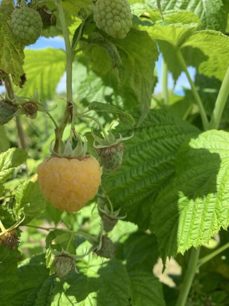 Close-up of ripe golden raspberries growing on a bush, surrounded by green leaves and unripe berries, showcasing a vibrant summer harvest.