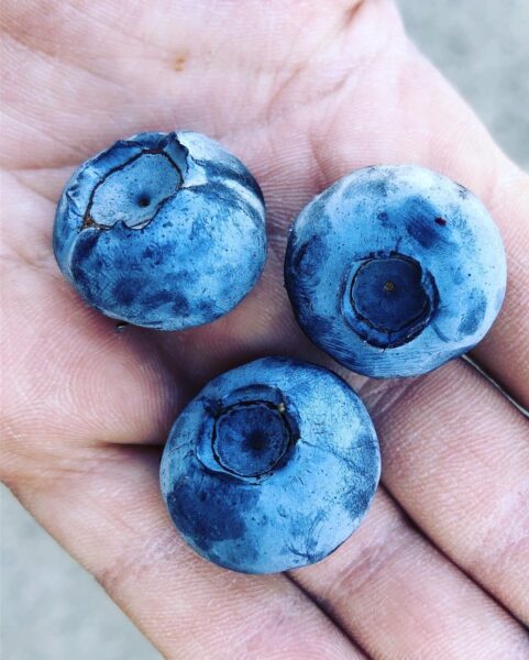 Fresh blueberries resting on a hand, showcasing their vibrant blue color and natural texture, highlighting their appeal as a nutritious snack.