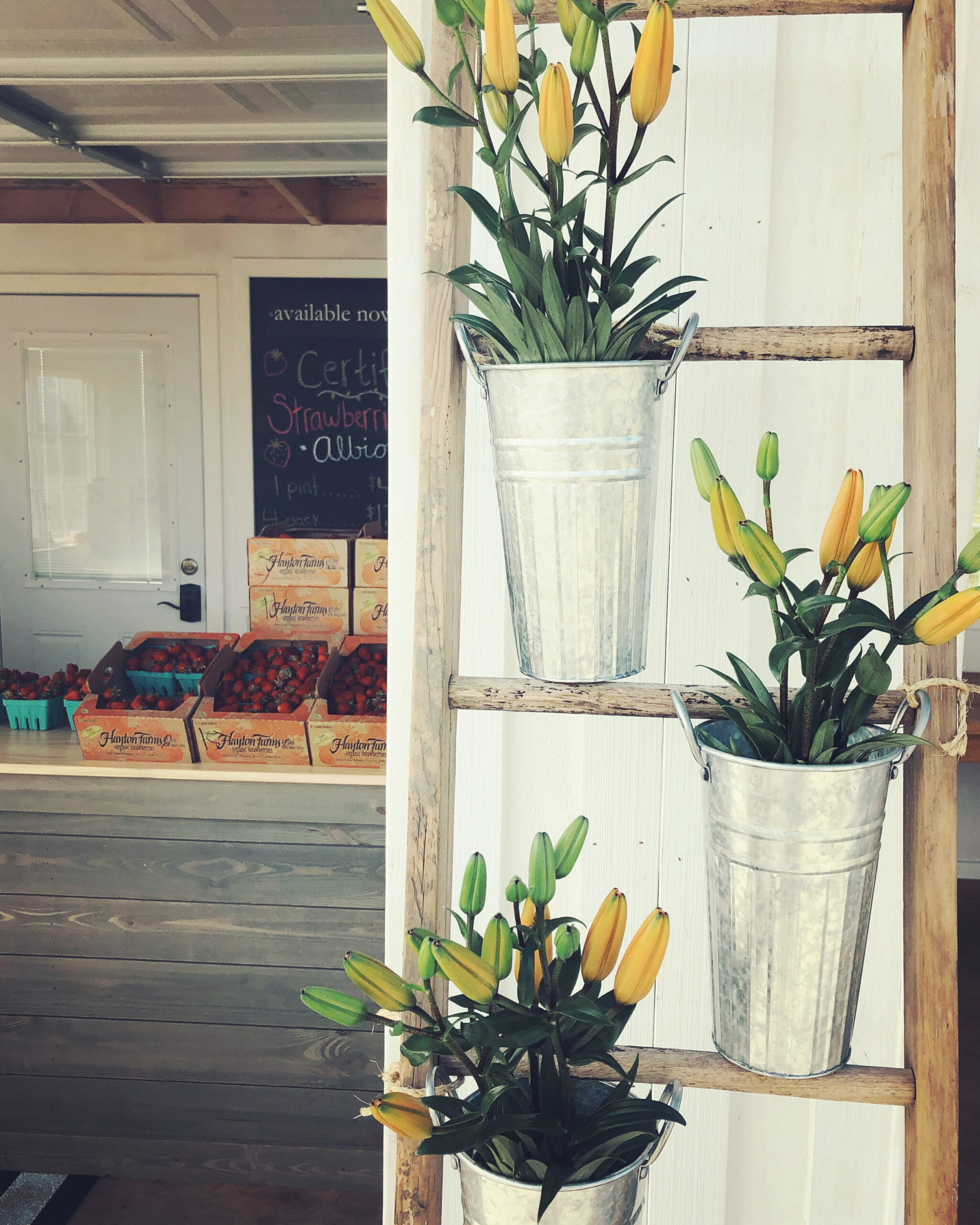 Flowering yellow lilies in galvanized buckets are displayed on a rustic wooden ladder, with a farm stand selling strawberries in the background.