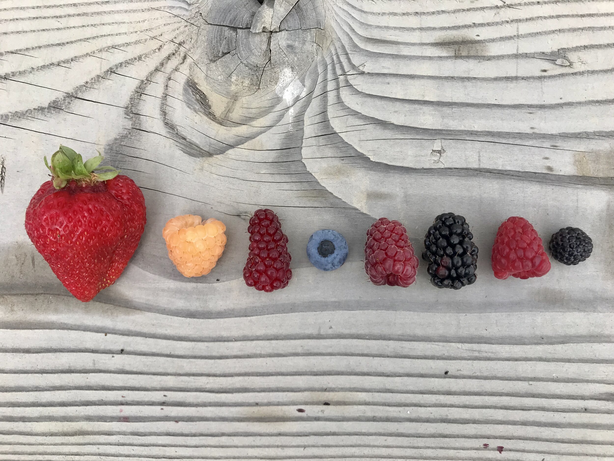 A variety of berries arranged in a line on a wooden surface, including a large strawberry, golden raspberry, red raspberry, blueberry, black raspberry, and blackberry, showcasing their different sizes and colors.