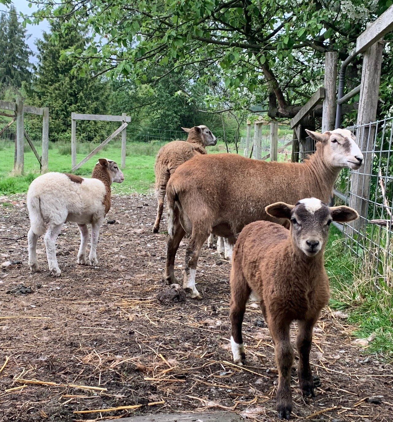 A group of sheep, including two lambs, grazing in a grassy field near a wooden fence and trees. The sheep display a mix of brown and white wool, with a focus on the curious brown lamb in the foreground.