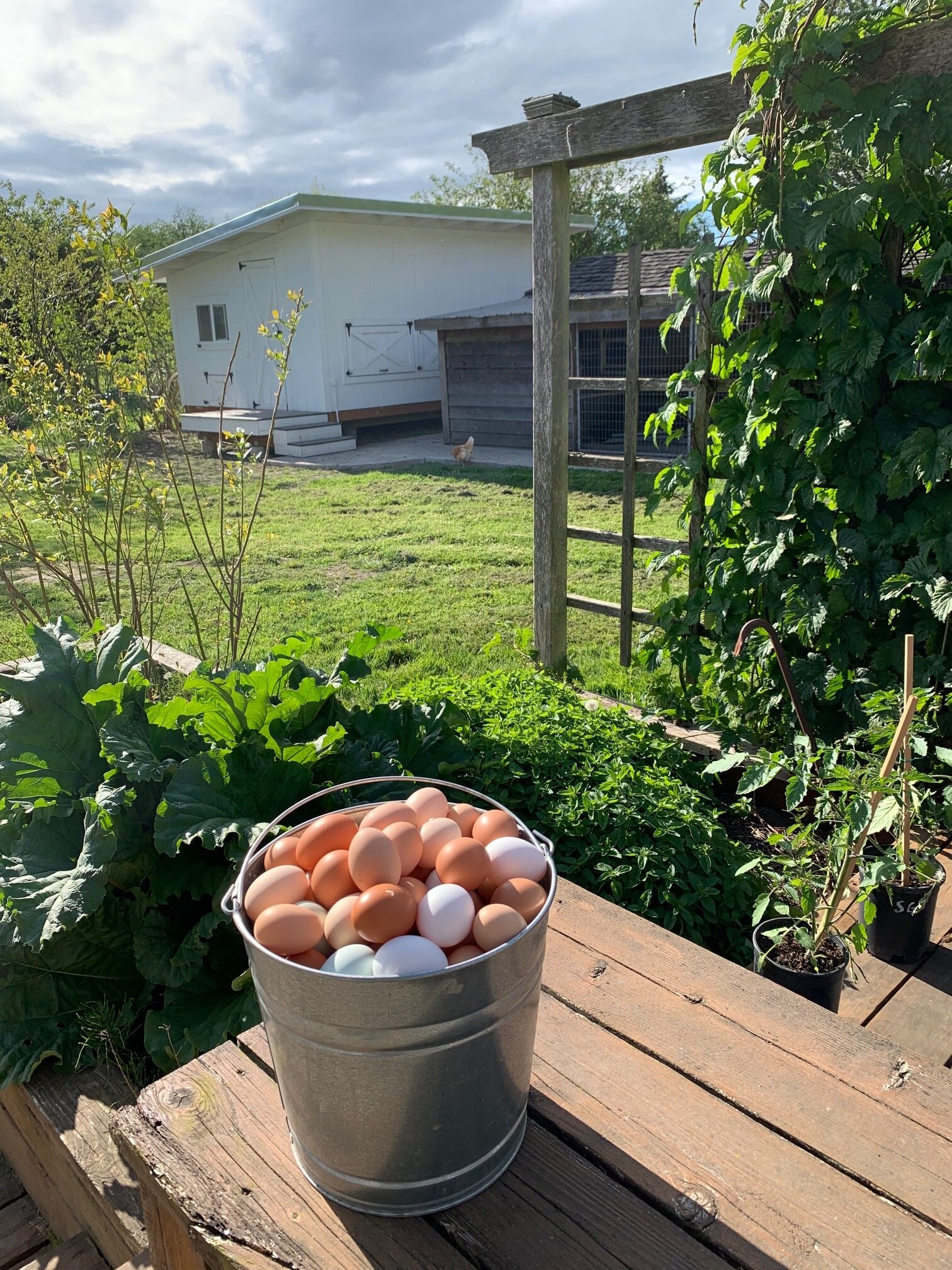 A metal bucket filled with freshly collected brown and white eggs sits on a wooden deck, with a lush green garden in the background, featuring a chicken coop and a small white building under a cloudy sky.
