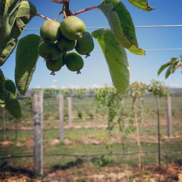 Close-up of a cluster of unripe green fruits hanging from a branch, with lush green leaves in the foreground and a vineyard in the background under a clear blue sky.