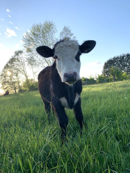 Young black and white calf standing in a lush green field under a clear blue sky, surrounded by trees and soft sunlight, showcasing the beauty of rural life and agriculture.