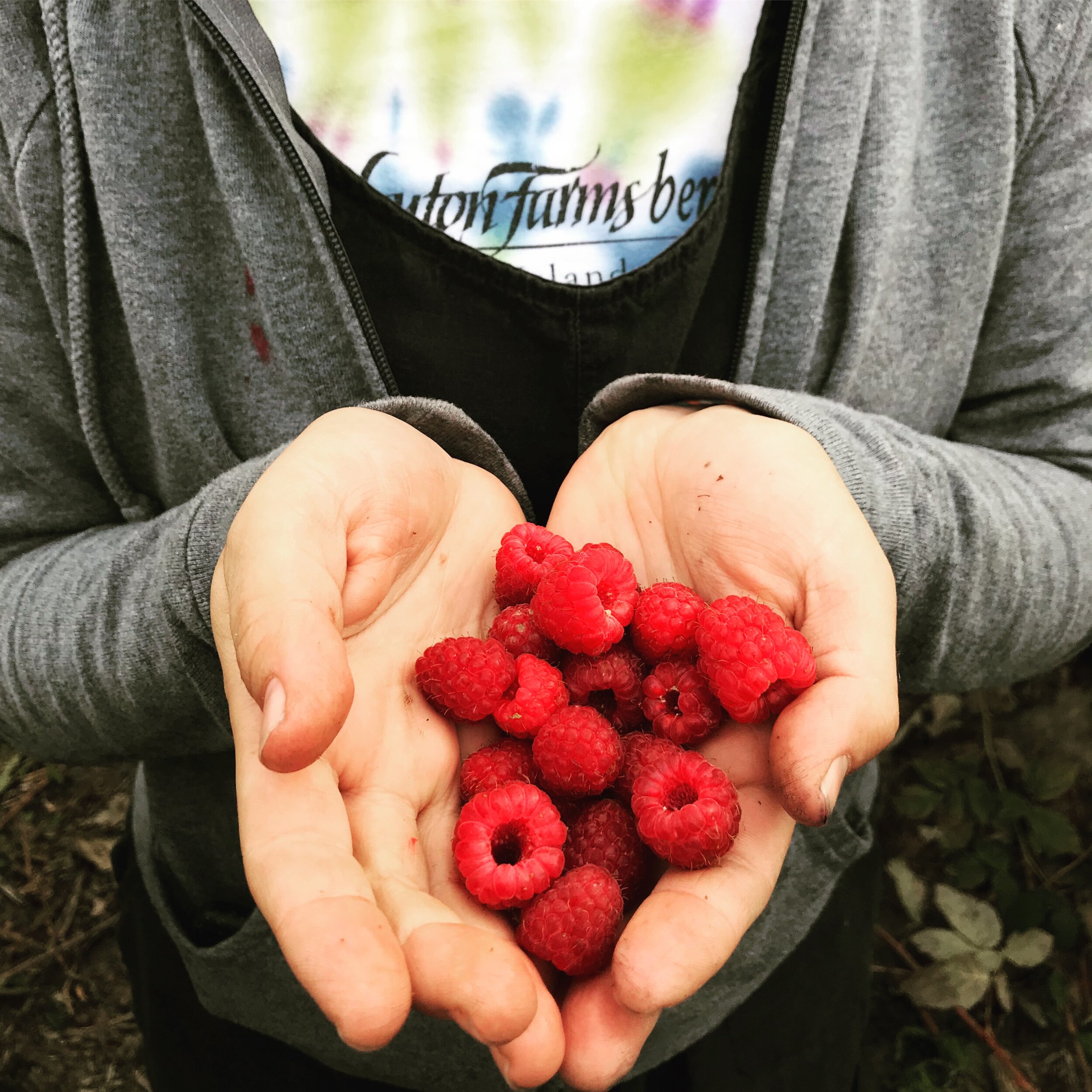 Hands holding freshly picked red raspberries, showcasing a bountiful harvest against a backdrop of nature.