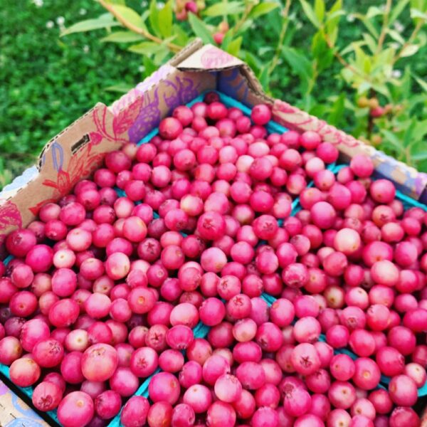 A close-up view of a cardboard box filled with freshly harvested pink berries, showcasing their vibrant color against a green background.